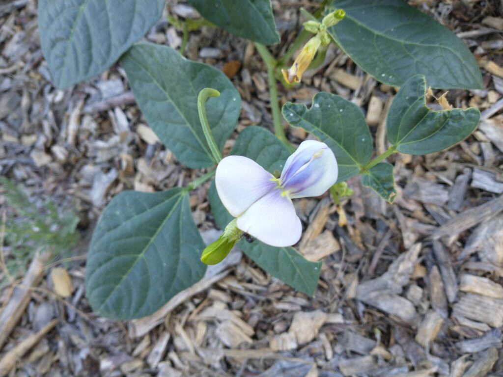 Click to learn more about Black eyed peas
